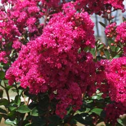 Lilas d'été rose fuchsia / Lagerstroemia indica fuchsia